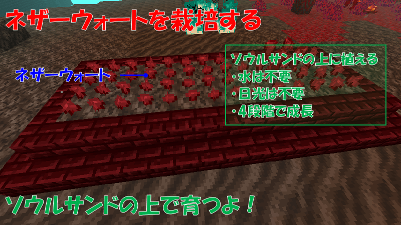 ネザーウォートを栽培