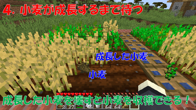 小麦を栽培する