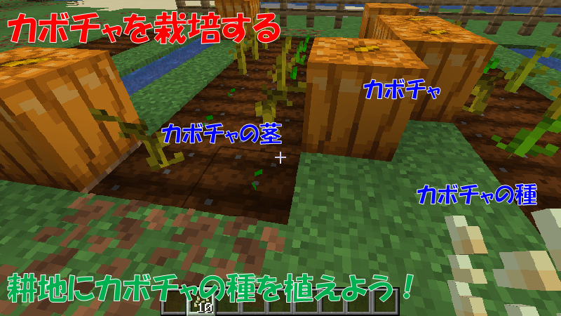 カボチャの種からカボチャを栽培