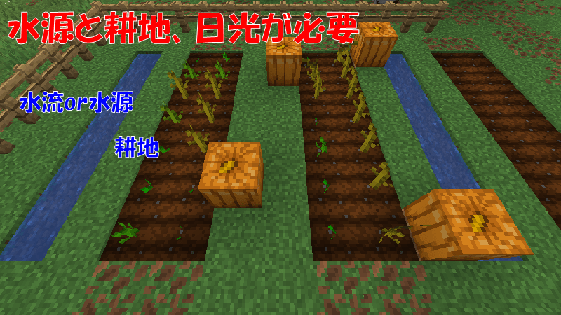 カボチャの種を栽培する方法