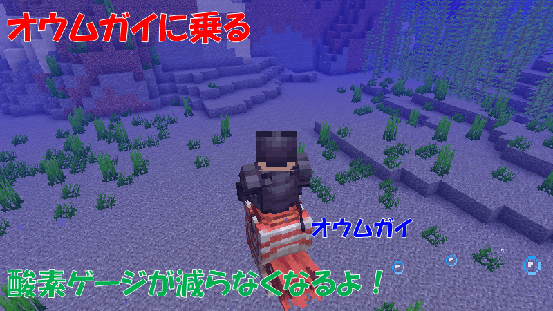 オウムガイに乗る