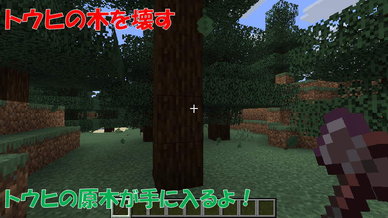 トウヒの原木